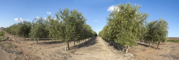 Intensive Olivenplantage Extremadura Spanien Panoramisch — Stockfoto
