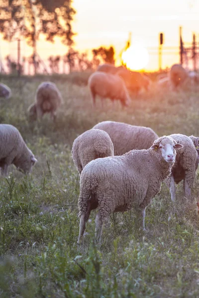 Hejno Merina Ovce Pastvy Při Západu Slunce Extremaduran Dehesa Španělsko — Stock fotografie
