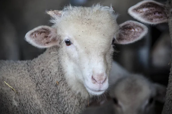 Merina Koyun Saf Irk Ahır Extremadura Spain Ram Açık Portre — Stok fotoğraf