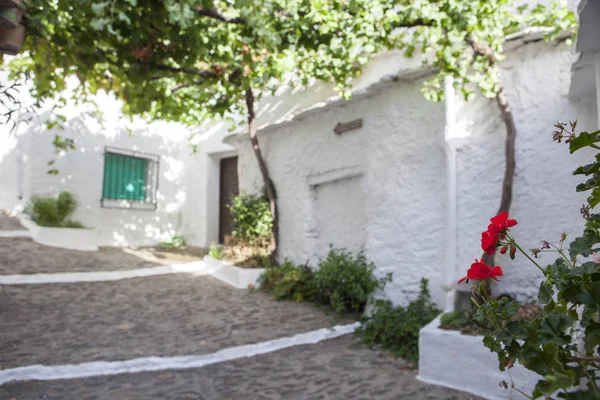 Sloped Street Covered Vine Arbor Alpujarras Granada Espanha Foco Seletivo — Fotografia de Stock