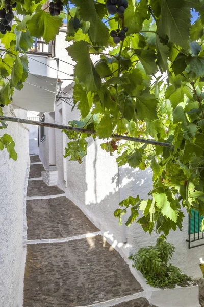 Rue Pente Ville Pampaneira Encadrée Par Arbre Vigne Grenade Alpujarras — Photo