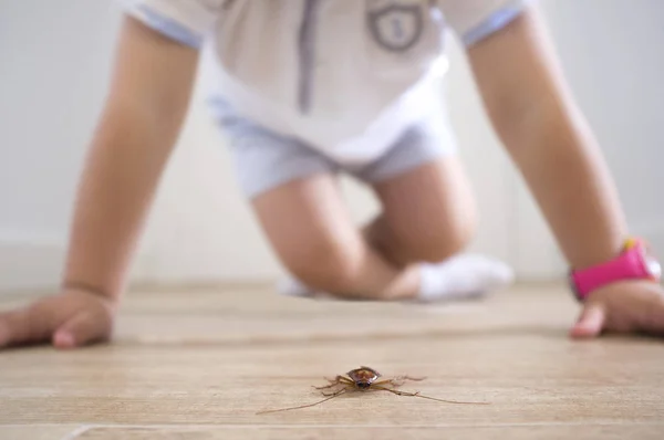 Kleiner Junge Neben Der Kakerlake Auf Dem Fußboden Des Hauses — Stockfoto