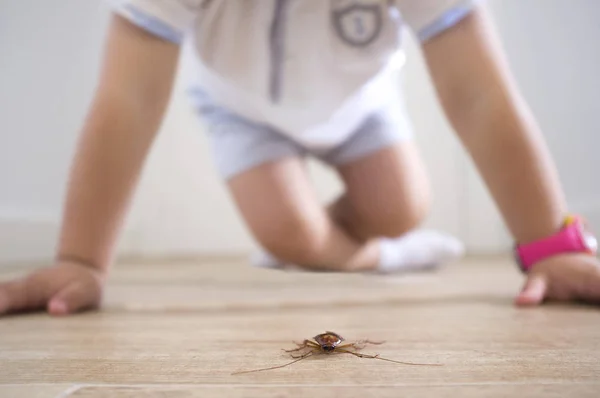 Liten Pojke Nära Kackerlacka Huset Golvet Pest Hemma Med Barn — Stockfoto