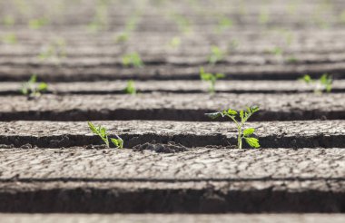 Domates fide son zamanlarda oraya koydu. Genç bitkiler gozlerime ve ridge arasında. Düzleştirilmiş ve sürülmüş toprak