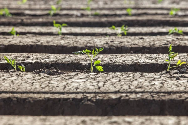 Mudas Tomate Plantadas Recentemente Plantas Jovens Entre Sulcos Cume Solo — Fotografia de Stock