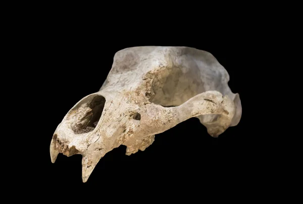 Ursus espelaeus lebka. Izolovaný — Stock fotografie