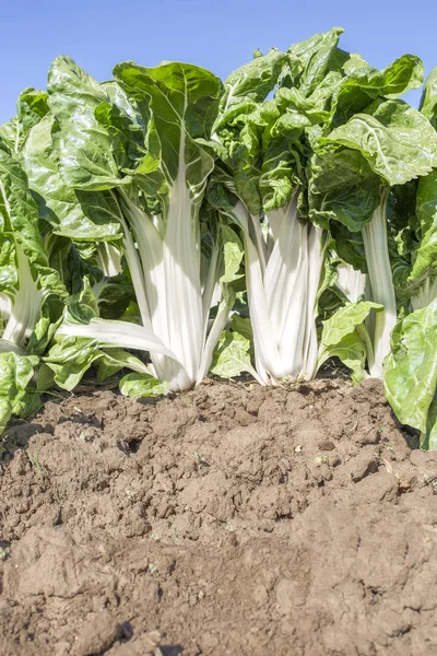 Magníficas Plantas Acelgas Granja Ecológica España Primer Plano Vista Ángulo —  Fotos de Stock