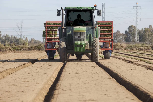 Badajoz Espanha Maio 2018 Trator Com Máquina Transplante Tomate Inserindo — Fotografia de Stock