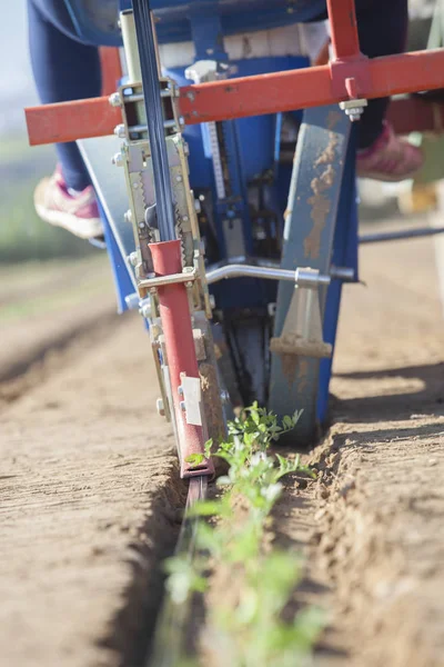 Transplanter Maskin Injicera Dropp Bevattning Tejp Marken Tomat Plantering Processen — Stockfoto