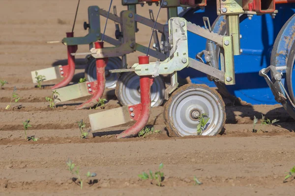 Transplanter Maskin Injicera Dropp Bevattning Tejp Marken Tomat Plantering Processen — Stockfoto