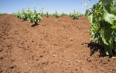 Ayrıntı Tierra de Barros şarap yapma bölge,: Extremadura, Spain, sprigtime tarihinde ilk üzüm