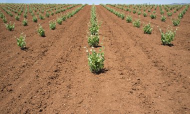 Üzüm plantasyon alanların Tierra de Barros, bahar zamanı. Ünlü şarap yapma bölgesi ile benzersiz kırmızı toprak,: Extremadura, Spain