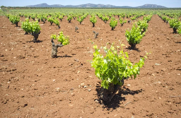 Vines Plantation Fields Tierra Barros Springtime Famous Wine Making Region — Stock Photo, Image