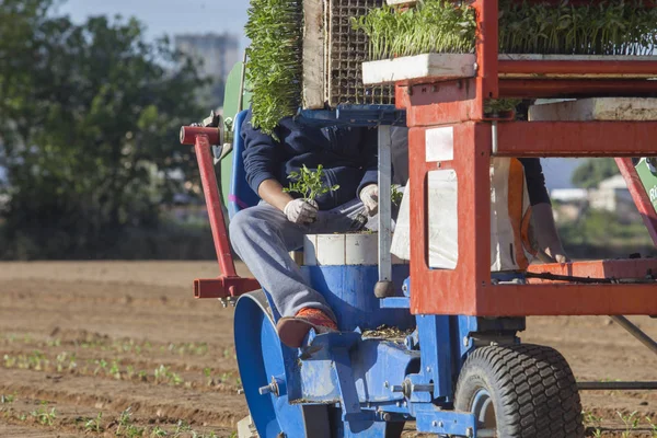 Trabajador Alimentando Carrusel Máquina Trasplante Proceso Plantación Tomate —  Fotos de Stock