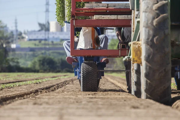 Trabajador Alimentando Carrusel Máquina Trasplante Proceso Plantación Tomate — Foto de Stock