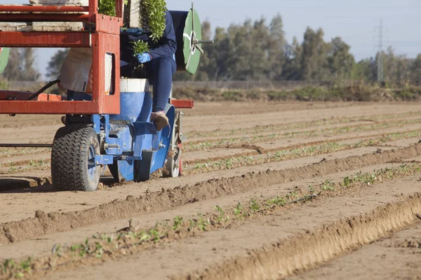 Trabajador Alimentando Carrusel Máquina Trasplante Proceso Plantación Tomate —  Fotos de Stock