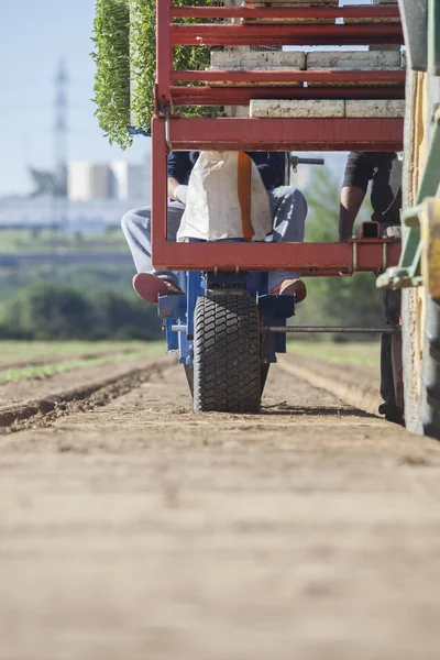 Arbetaren Utfodring Transplanter Maskin Karusell Tomat Plantering Processen — Stockfoto