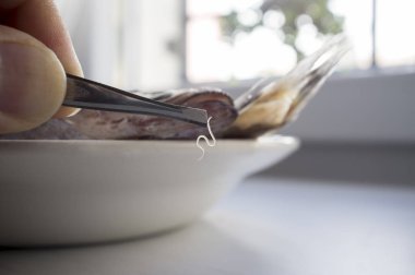 Yaşam anisakis solucan sadece çiğ balık üzerinde bulundu. Gıda alımı kontrolü