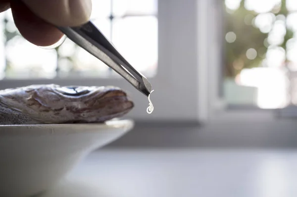 Living Anisakis Worm Just Found Raw Fish Food Intake Control — Stock Photo, Image