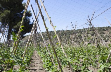 Rows of runner beans with supporting canes and protective ceiling netting, Granada, Spain clipart