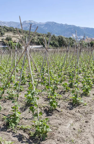 Satır Runner Destekleyen Köpekler Koruyucu Tavan Örgü Granada Spanya Ile — Stok fotoğraf