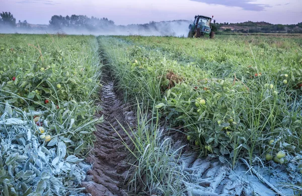 Badajoz Spanien Juli 2017 Traktorstaub Mit Schwefelpulver Tomatenpflanzen Bei Sonnenuntergang — Stockfoto