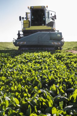 Modern self-propelled spinach harvester at work. Guadiana meadows, Badajoz, Spain. Closeup clipart