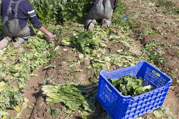 Lavoratori Che Raccolgono Spinaci Nella Fattoria Ecologica Locale Agricoltura Sostenibile — Foto Stock