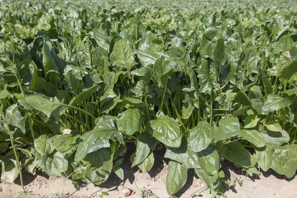 Spinachs Sillonne Ferme Écologique Locale Agriculture Durable — Photo