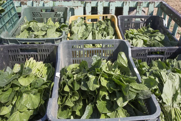 Traktoranhänger Mit Spinatboxen Die Gerade Auf Dem Örtlichen Öko Bauernhof — Stockfoto