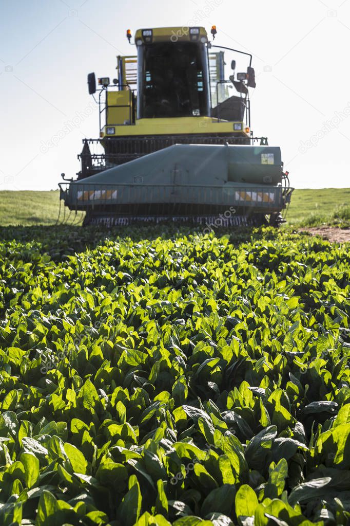 Modern self-propelled spinach harvester at work. Guadiana meadows, Badajoz, Spain. Closeup