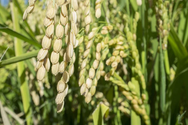 Reispflanzen voller Getreide wachsen auf Reisfeldern, Spanien — Stockfoto