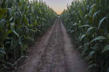 Sulama damla mısır tarlası iç, zemin manzaraya iyi tankı gösteren kaset. : Extremadura, Spain