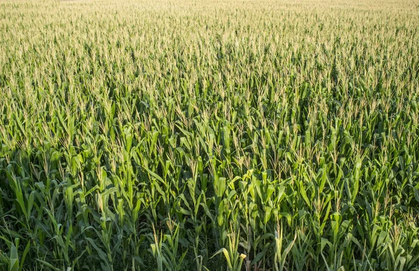 Riesige Maisfelder Blick Über Den Kopf — Stockfoto