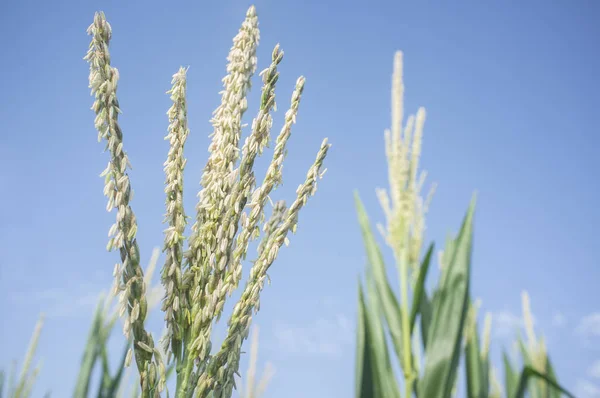 Blütenstände Auf Der Spitze Der Maispflanze Die Quaste Genannt Kornfeld — Stockfoto