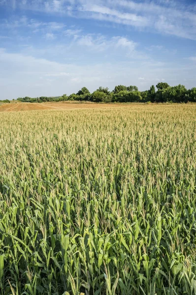 Vast Corn Fields Overhead View — Stock Photo, Image