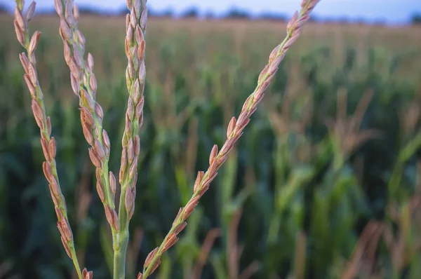 Inflorescências Topo Planta Milho Chamado Borla Interior Cornfield — Fotografia de Stock