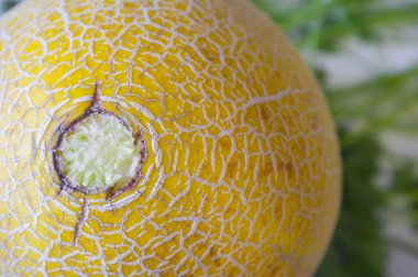 Galia kavun cilt maydanoz arka plan üzerinde. Portre