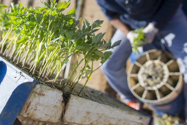 Polystyrol Tabletts Über Dem Transplantationskarussell Tomatenpflanzprozess Kopfschuss — Stockfoto