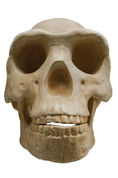 Homo Erectus Koponya Reprodukció Elszigetelt Fehér Háttér Felett — Stock Fotó