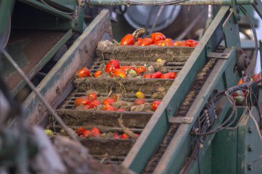 Konveyör bant ayrıntı domates hasat makinede: Extremadura, Spain sıralanmış önce yükleme