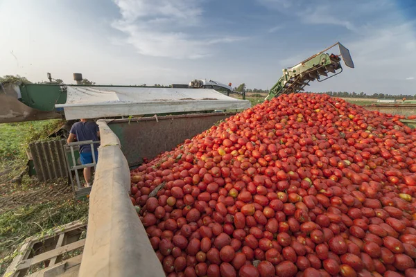 Cosechadora Autopropulsada Recoge Tomates Remolque Vegas Bajas Dle Guadiana Badajoz — Foto de Stock