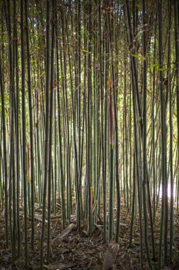 Bambu Bahçe. Bambu orman doğal yeşil renkli. Seçici odak  