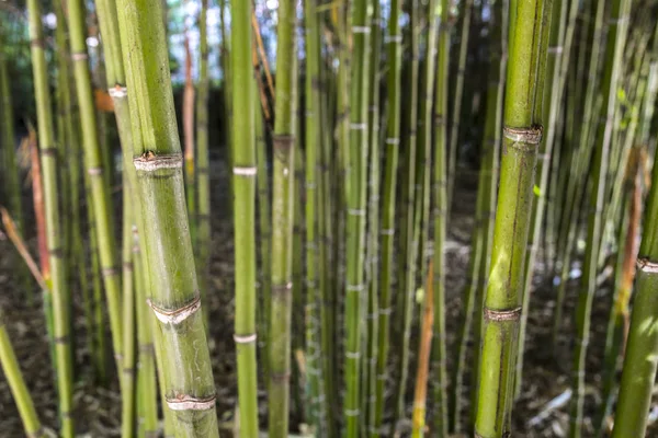 竹林自然绿色的背景 选择性聚焦 — 图库照片