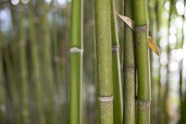 竹林自然绿色的背景 选择性聚焦 — 图库照片
