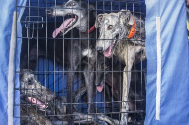 İspanyol greyhound, araba köpek sandık arıyor. Portre