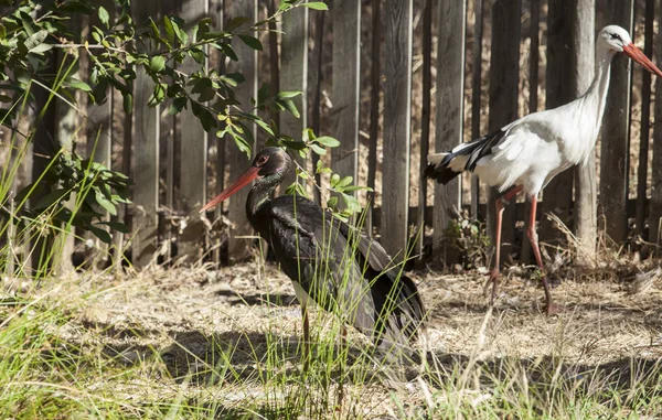 Black White Stork Los Hornos Recovery Center Wildlife Касерес Испания — стоковое фото