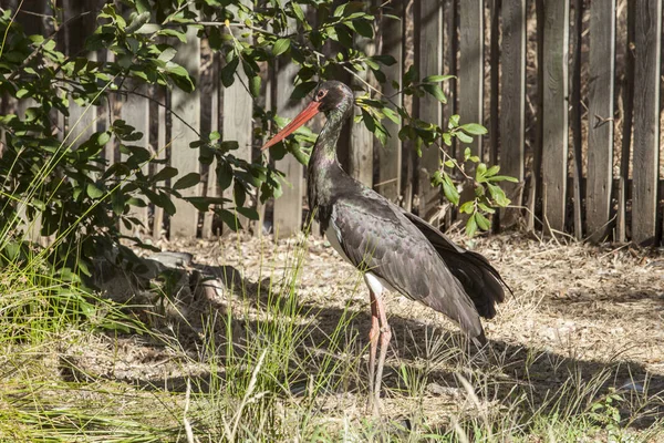 Black Stork Los Hornos Recovery Center Wildlife Caceres Spain — Stock Photo, Image