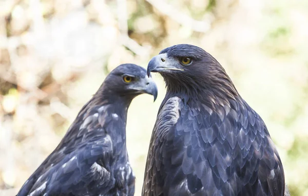 Couple Iberian Golden Eagles Aquila Chrysaetos Caceres Spain — Stock Photo, Image