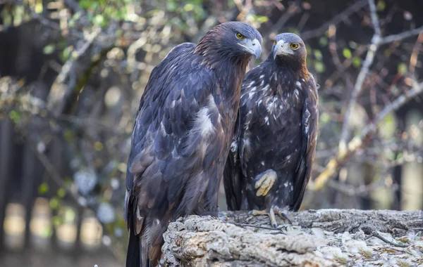 Couple Iberian Golden Eagles Aquila Chrysaetos Caceres Spain — Stock Photo, Image